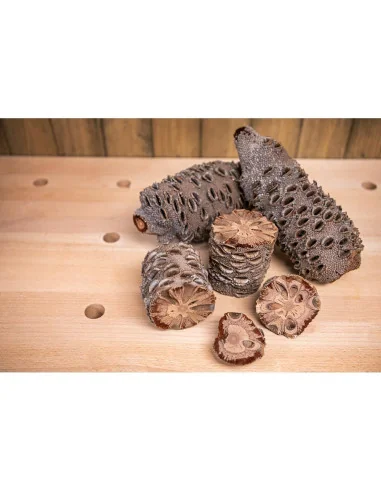 Axminster Woodturning Banksia Nut 🪚 Премиум оборудване за дървообработка | JetTools.bg