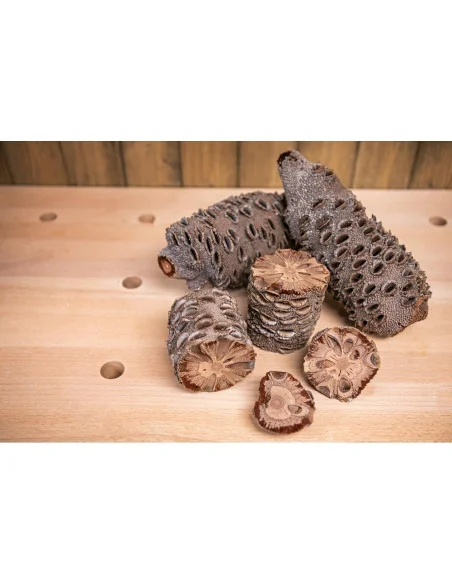 Axminster Woodturning Banksia Nut 🪚 Премиум оборудване за дървообработка | JetTools.bg